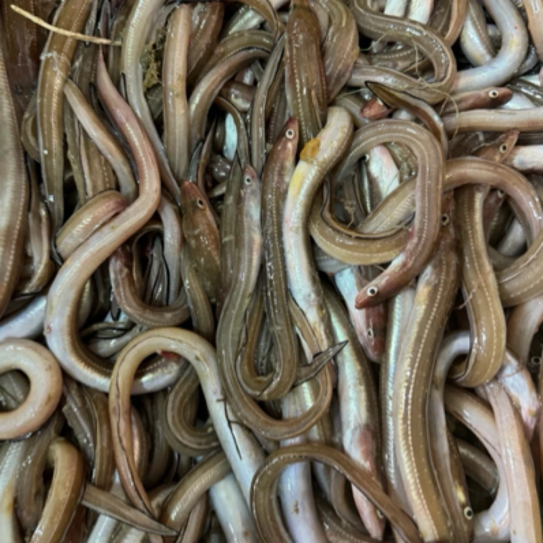 国产东海个头小闲小勿拍七星海鳗沙曼油曼棉林野生冷冻发顺丰