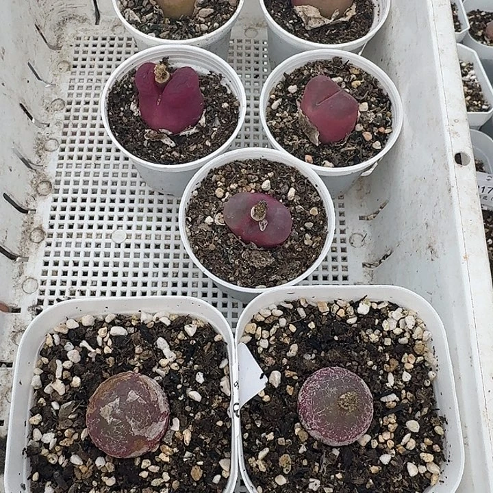 老马生石花毛毛445