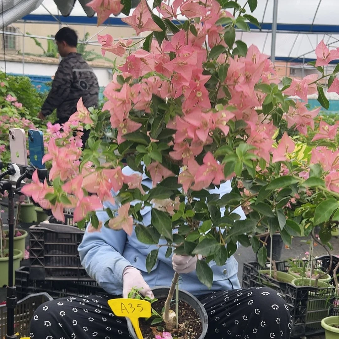 初***。大部分开放少量花苞A35卡亚塔