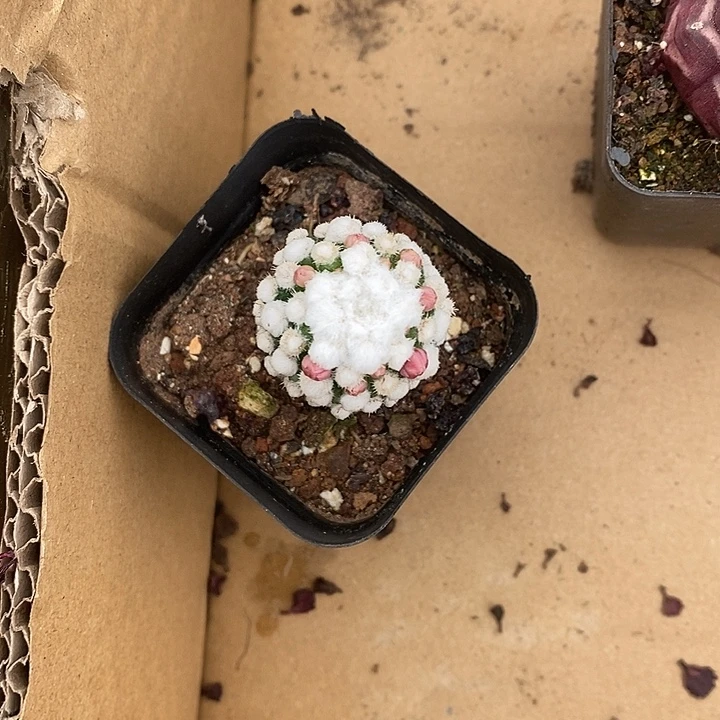 英***开播前的一个晚上我都