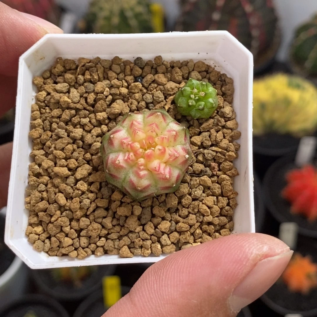 轮回—带盆土发货25