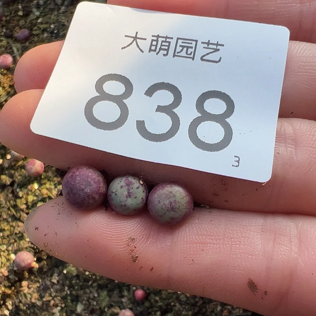 0000838量拍紫红嘴3颗尺寸不大