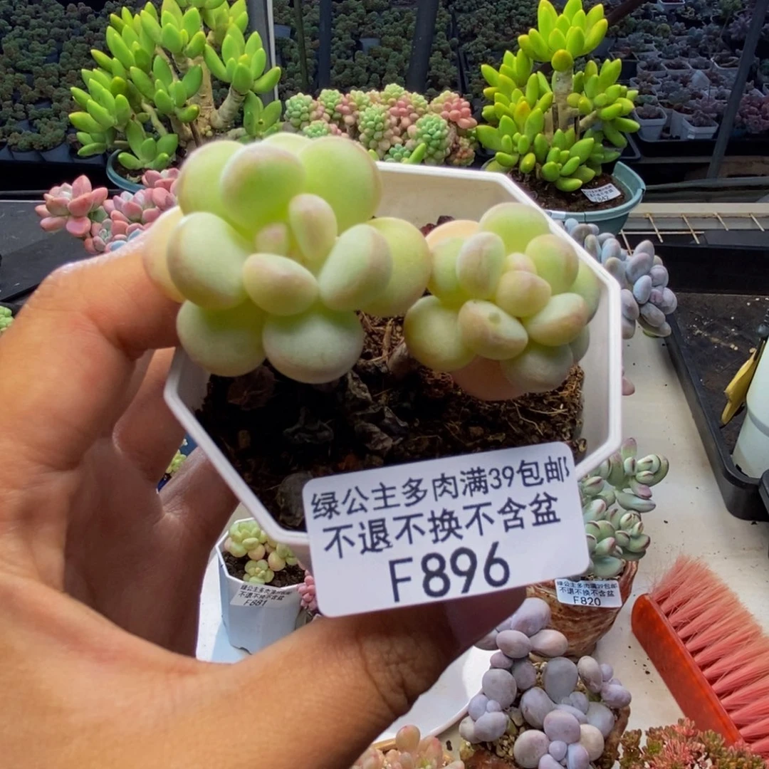 896萤火虫多肉3c m