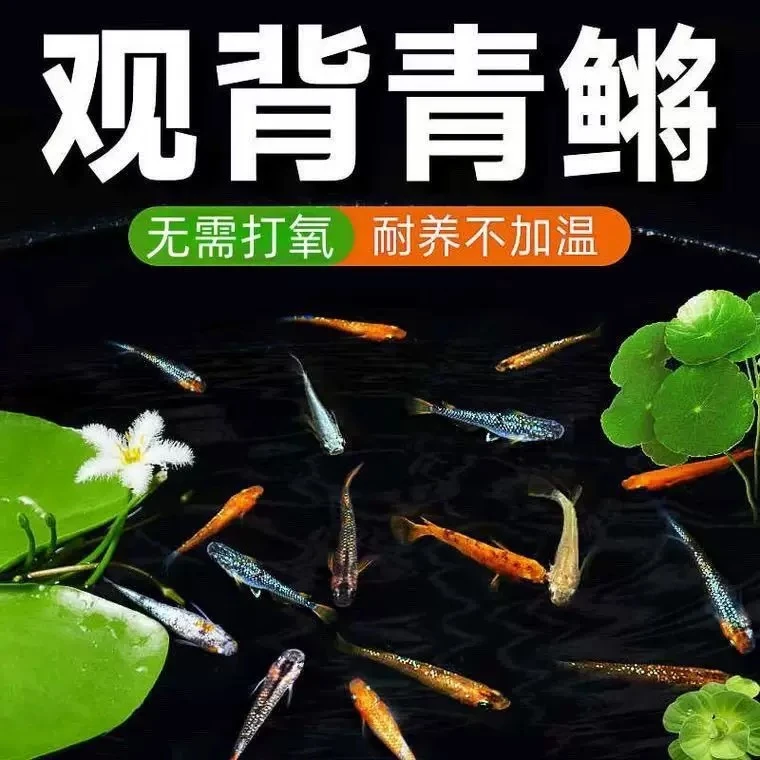 观背青鳉冷水淡水观赏鱼无需加温打氧皮实好养适合新手