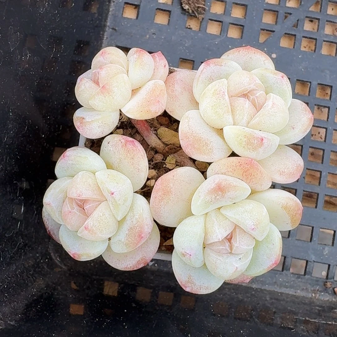 ?****瓜西瓜专拍白底糖心冰玉包整