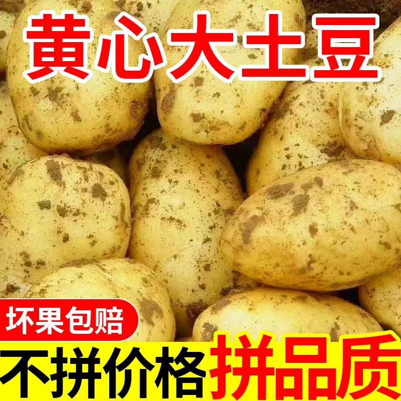 【2025年新土豆】甘肃黄皮黄心土豆新鲜洋芋新鲜马铃薯粉面香糯产地