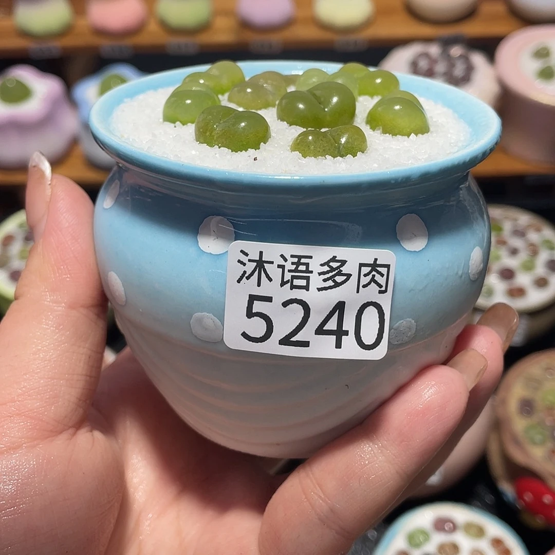 带盆土植物 一物一拍5240