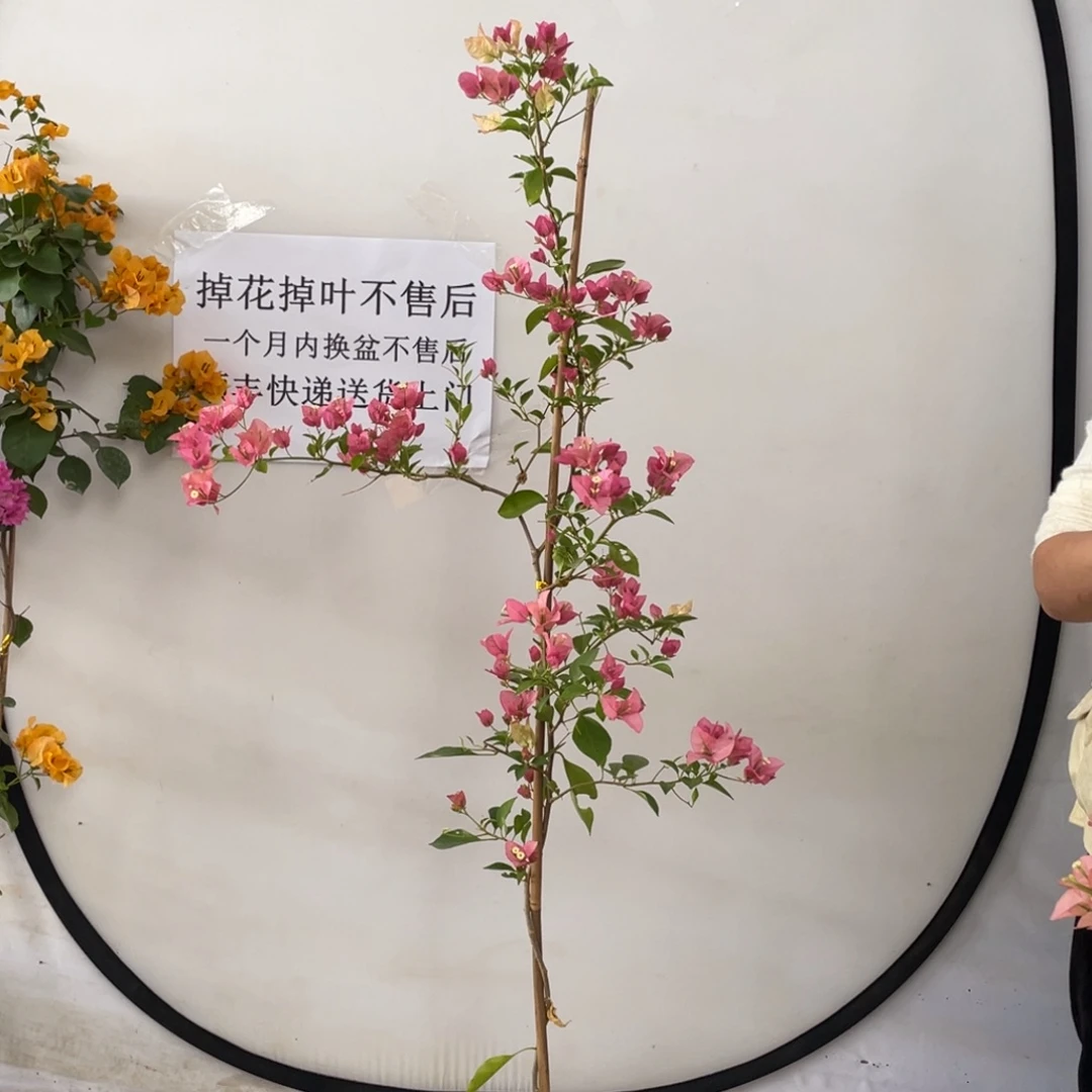 大部分花苞少量开放