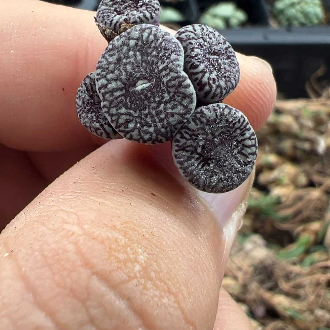 5-38肉锥多肉植物