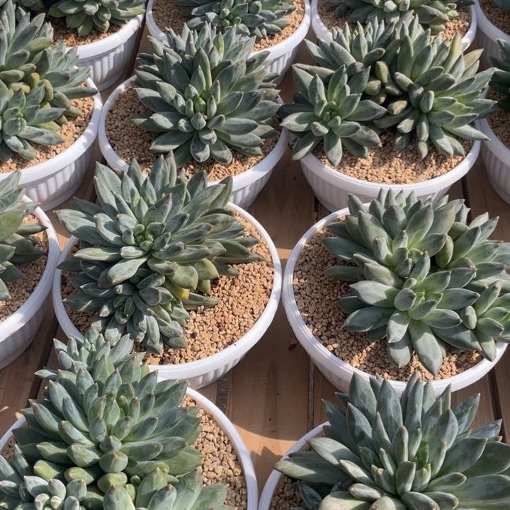 重楼美人，自然群、福利