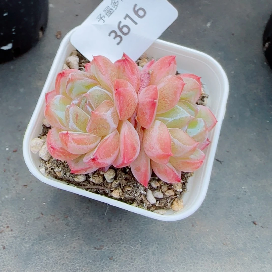 月牙珍妮，3616多肉植物