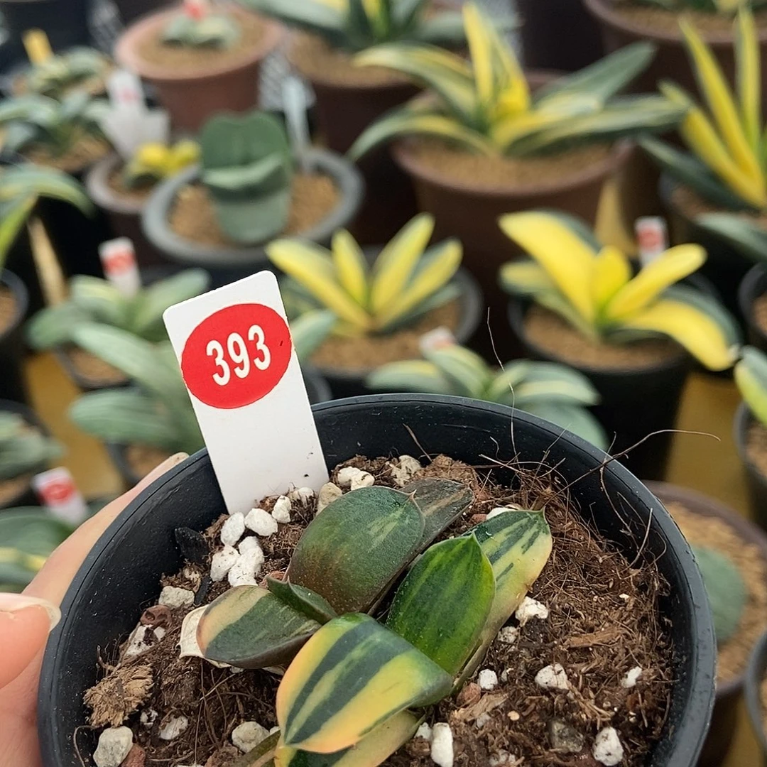 393卧牛实生锦带盆发货