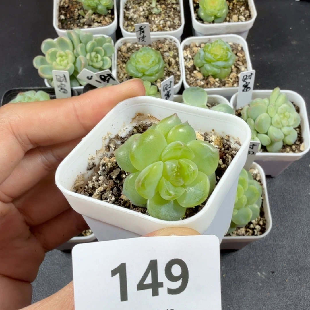 双头舒月一物一拍149