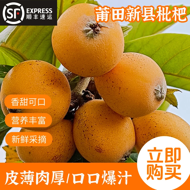 顺丰速运福建鲜果大果顺丰包邮枇杷果新鲜水果当季甜枇杷