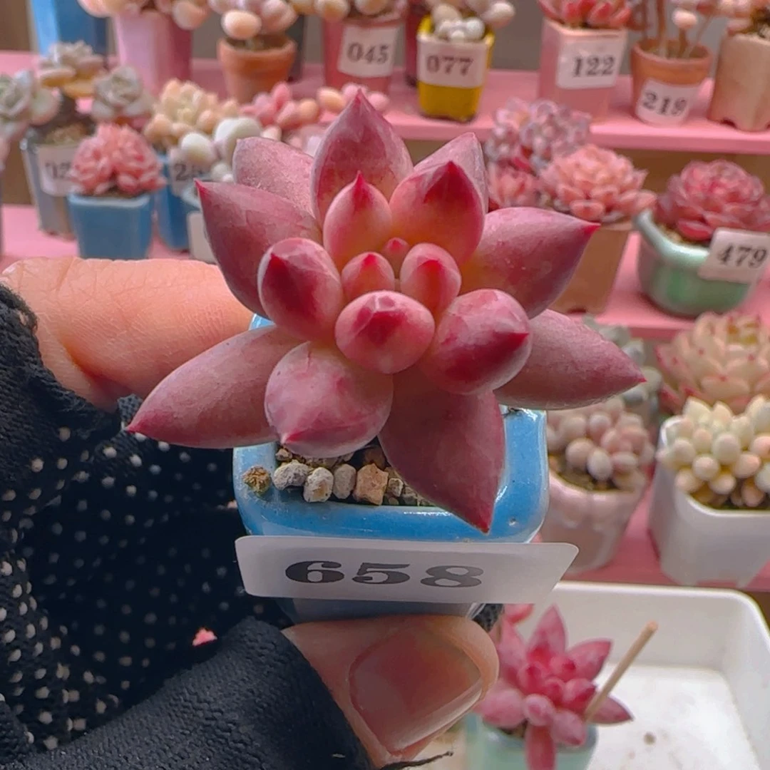 ?****?车厘子658专拍专拍专拍