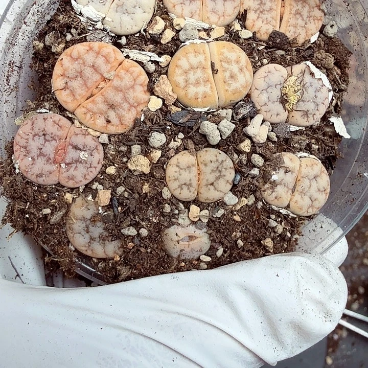 就可以去你哪里的吗609好