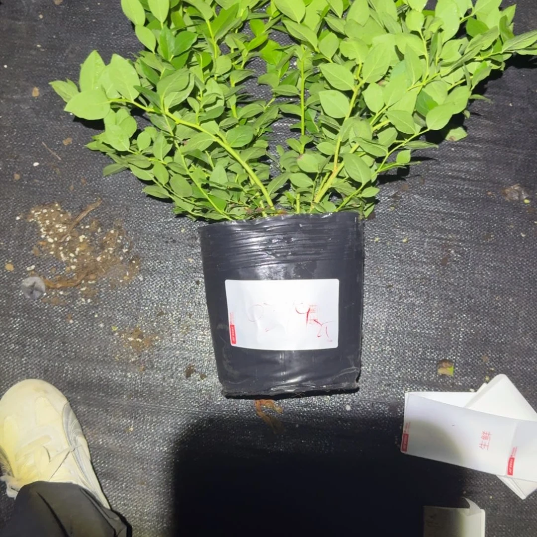 专****大钵25一物一拍0299