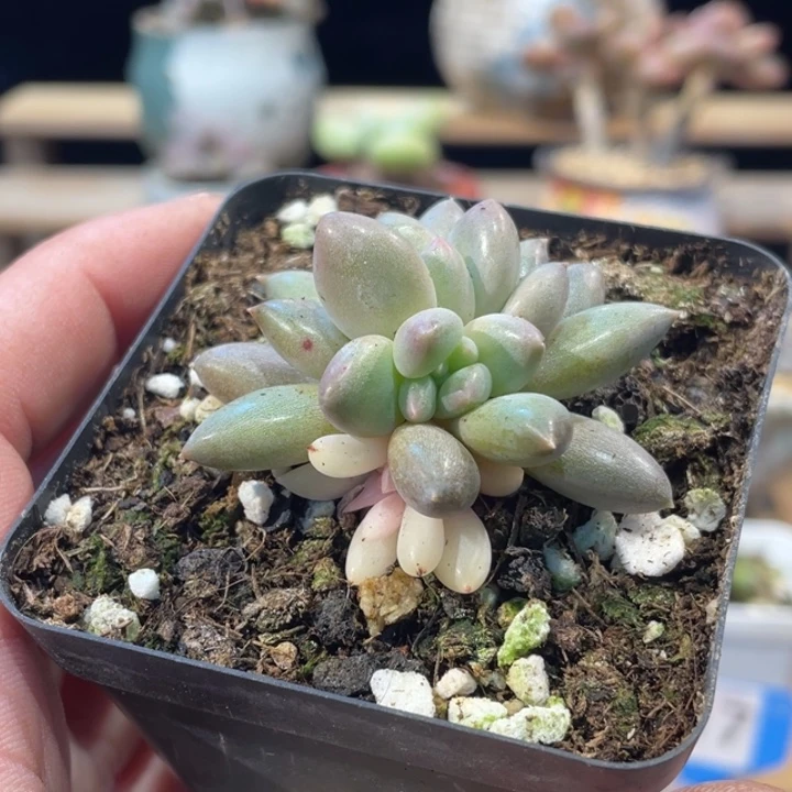 红蜻蜓锦632号的多肉啊啊