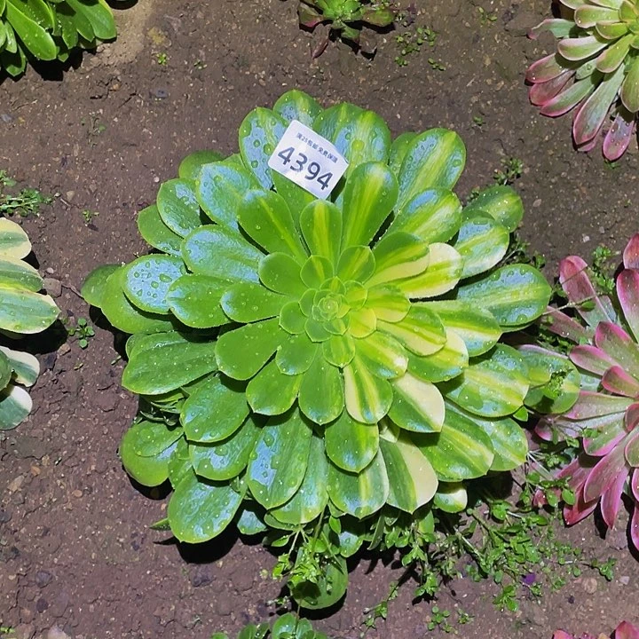 4394五彩琉璃多肉植物