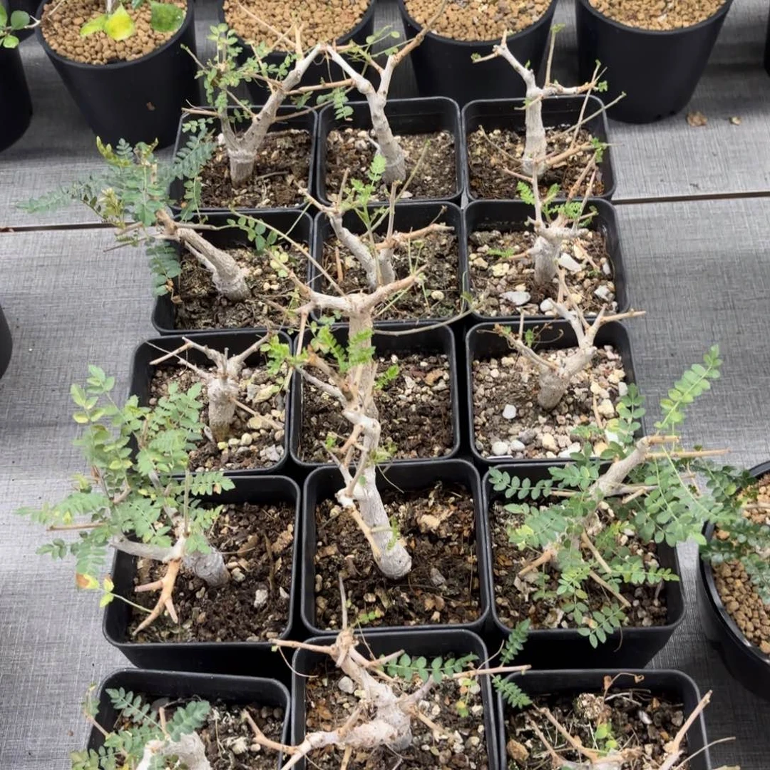 尼勒达乳香实生小苗