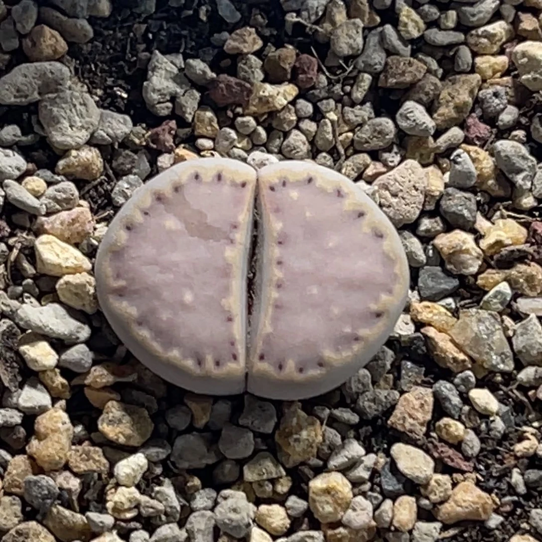 5490粉1尺寸2.1香芋紫