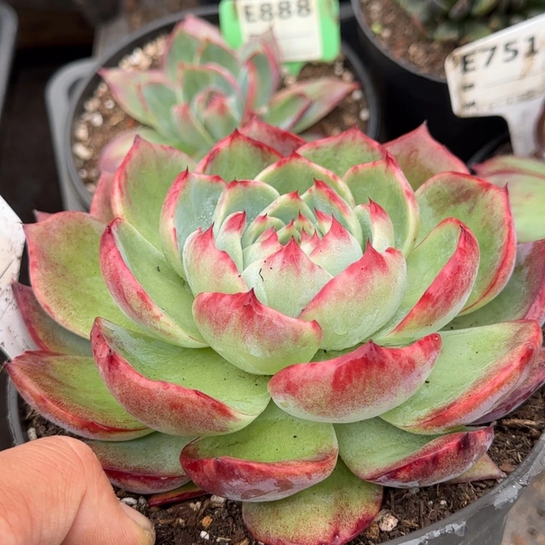 宽叶花脸惊鸿一物一拍包装收缩花旱748
