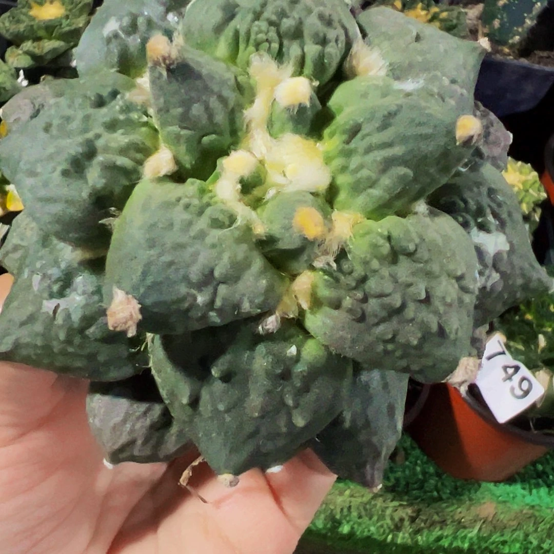 畅***1无花朵福利怒涛牡丹789