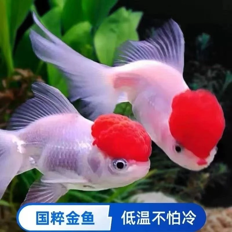 7-9厘米9条金鱼活体淡水小型观赏鱼好养易活狮子头蝶尾等