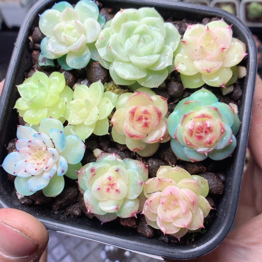 无花朵W28yyyyyyyyy