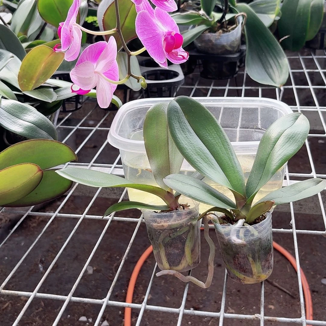 蝴蝶兰粉色系列魅力无限2颗2.0杯