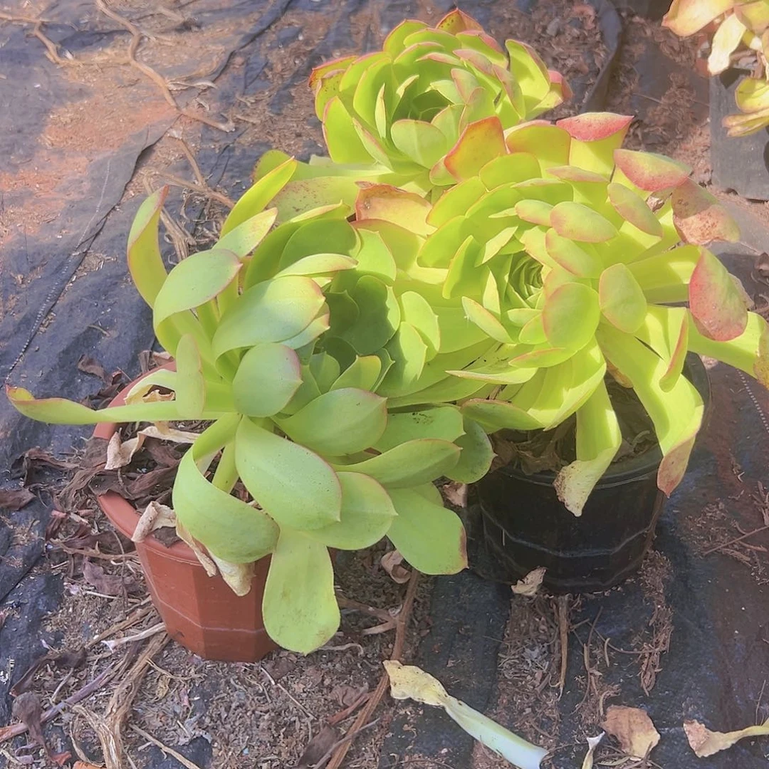 法师3个脱土发出基地