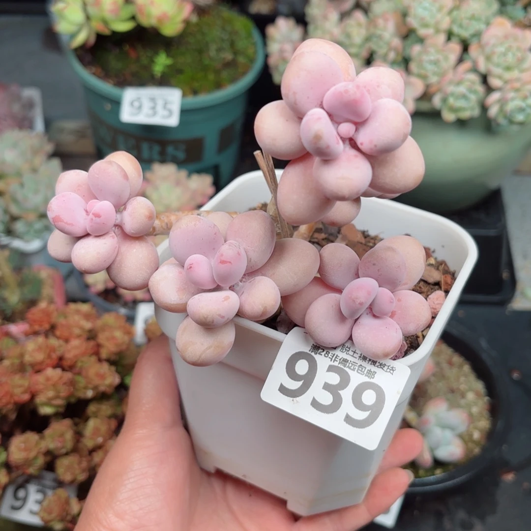 大桃蛋老桩无盆土发货