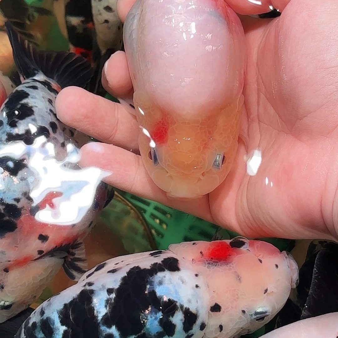 C***.金鱼拍包装箱包邮发，没拍包装箱邮费到付