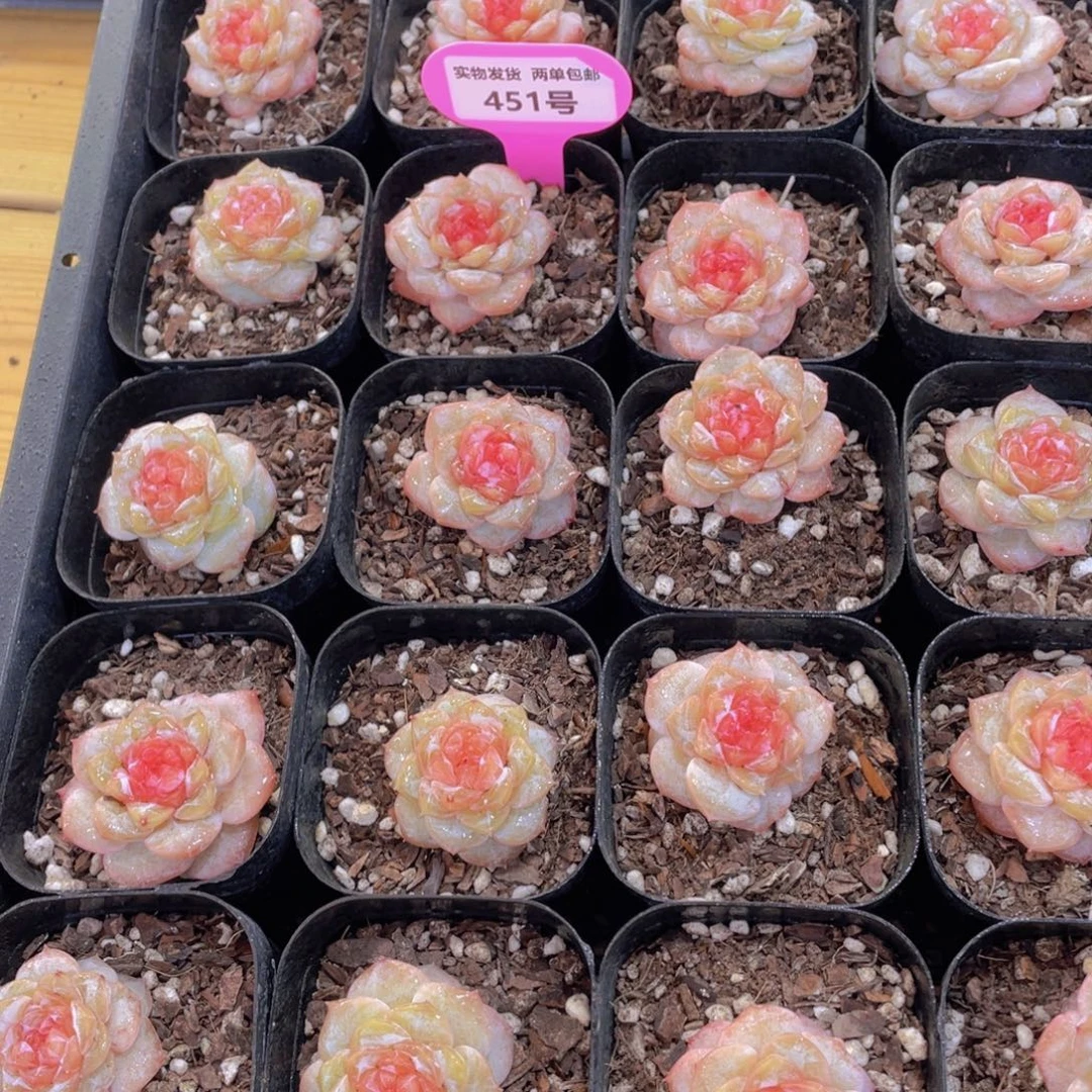 451号 开播福利全状态弗洛伊德单头两个