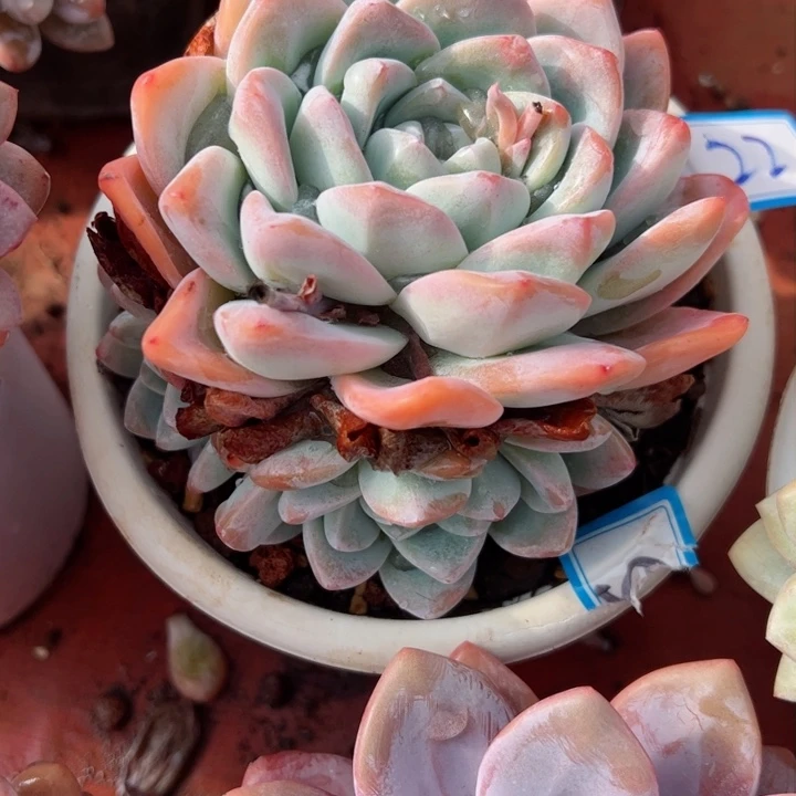 22冰玉平平安安健健康康