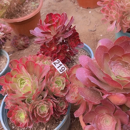 阿***吕多肉植物三个法师