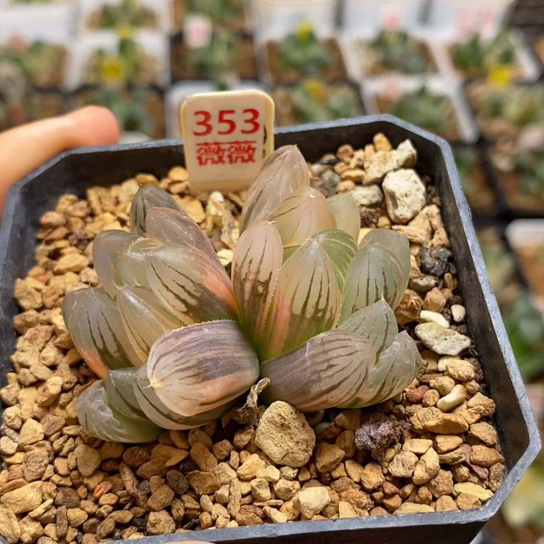 353糊斑霓虹灯玉露多肉植物