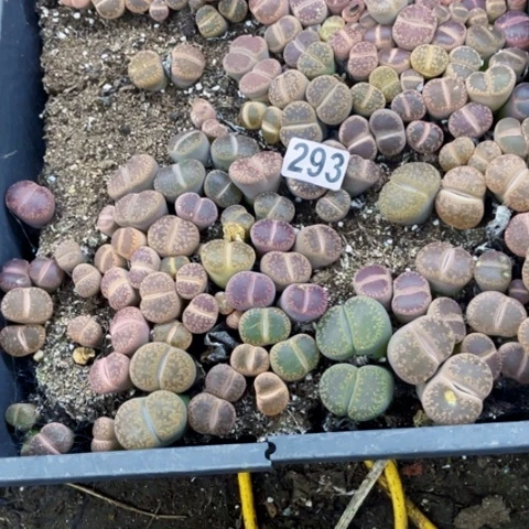 养***莉293生石花一物一图如图