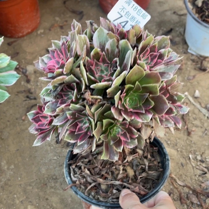 741浣纱阴阳小手捧1