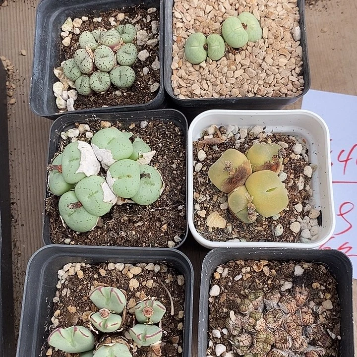 1544一组福利组合