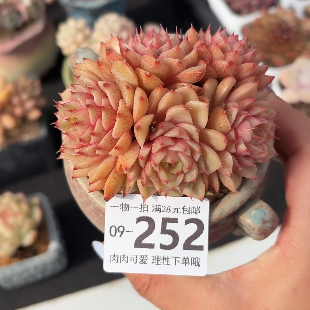 笨吧无盆土发货无