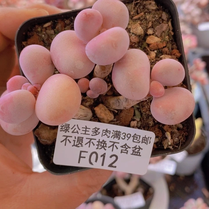 腰子桃蛋老桩7cm012多肉