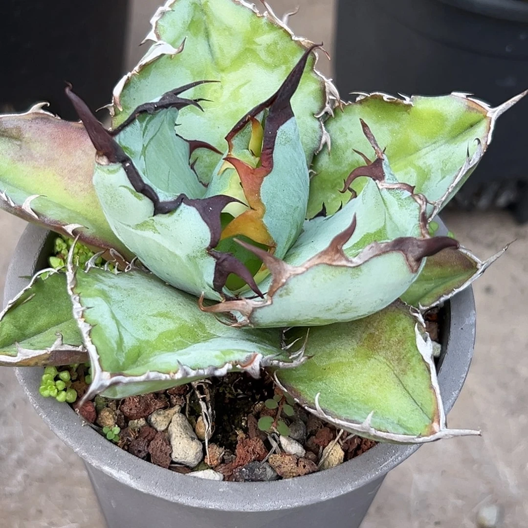 蓝鲸一物一拍偏远不包邮不退不换