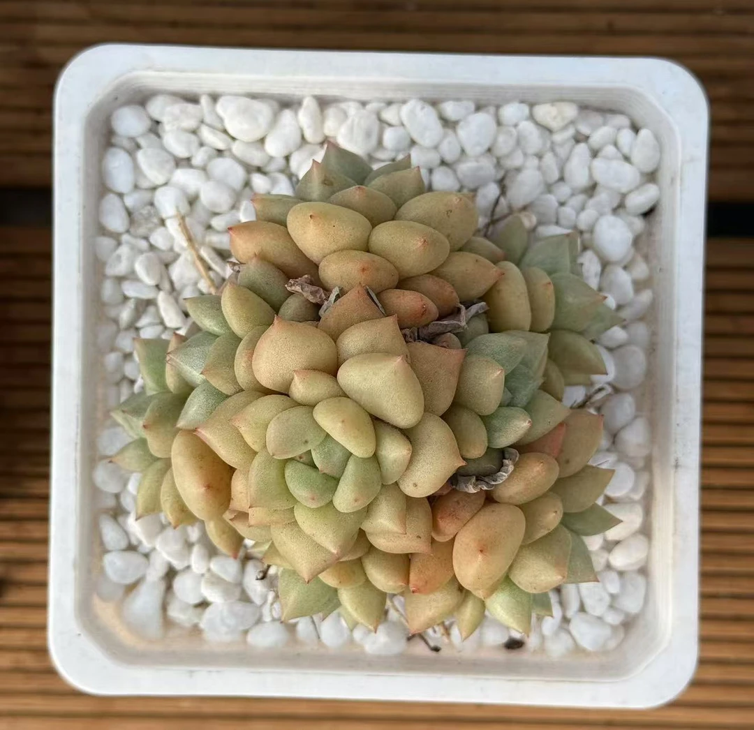 8#黄金象牙   多肉植物   前男友精品多肉