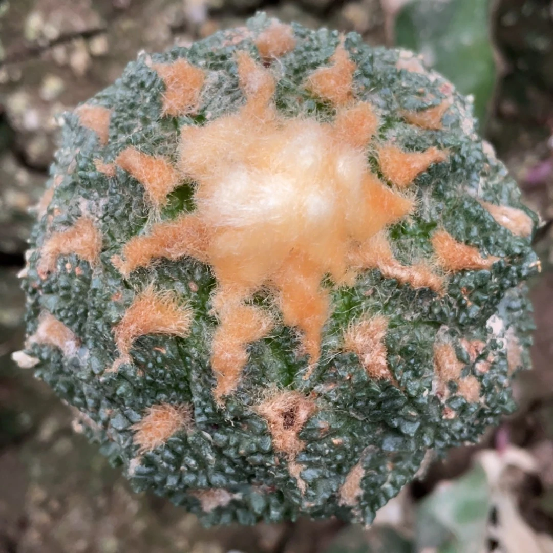 全部花朵金毛龟甲309