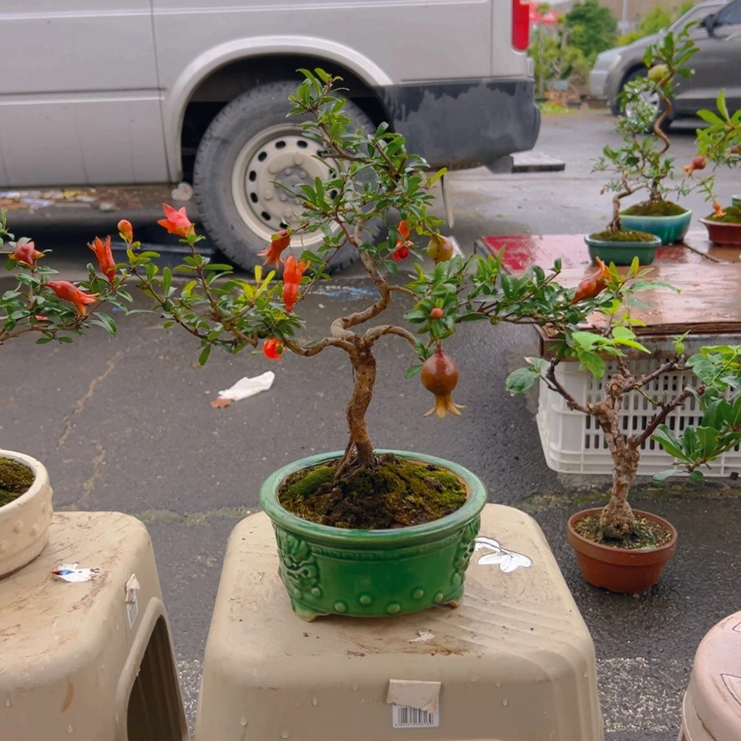 邓***平无花朵石榴123456