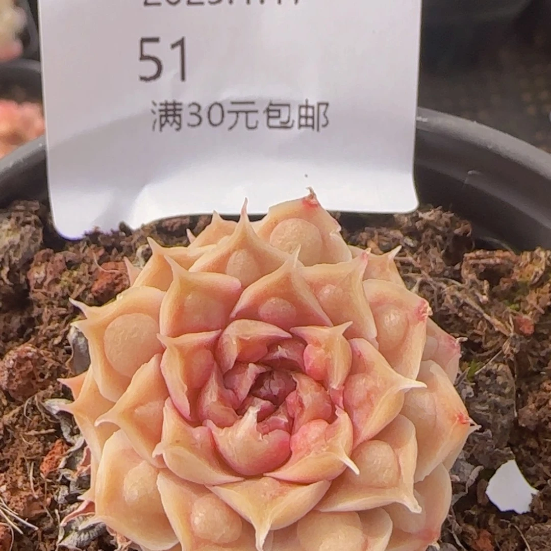 红桃皇后单头一颗脱土