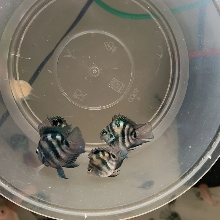 鹦鹉鱼嘟嘟嘟宝蓝迷你鹦鹉一对包基因