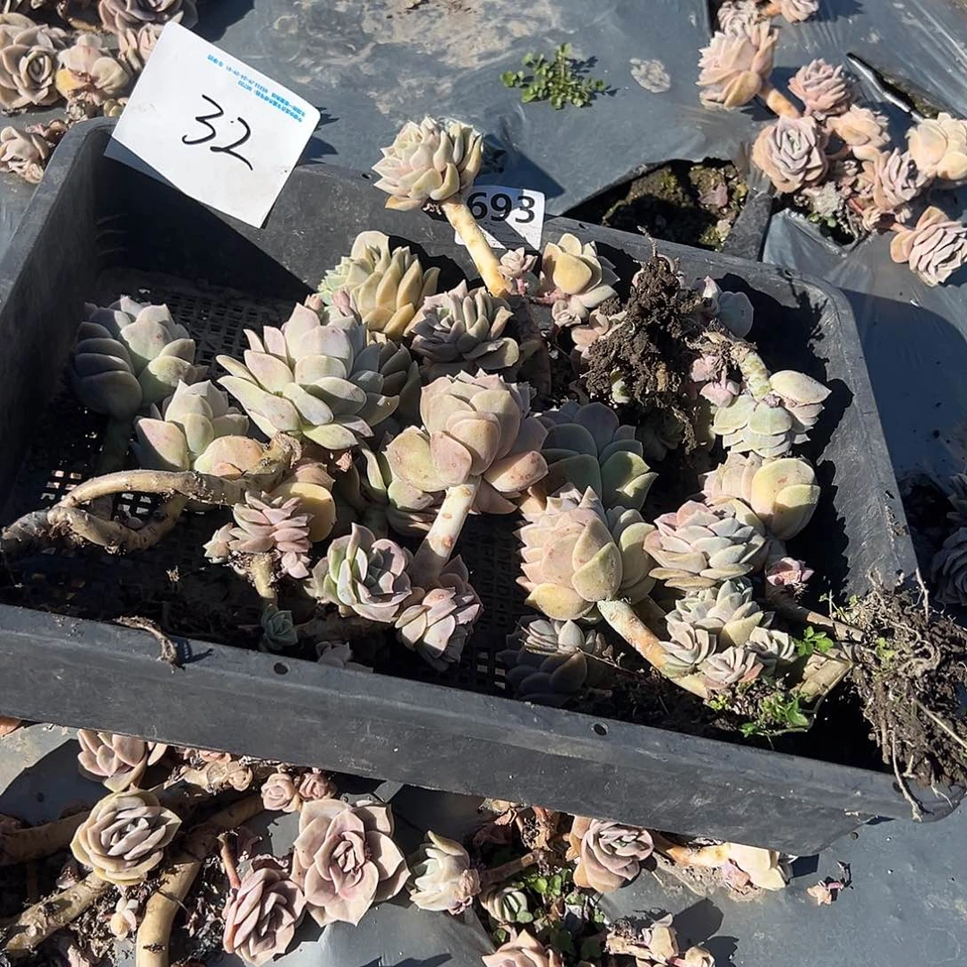 梅**^32不售后5颗可爱