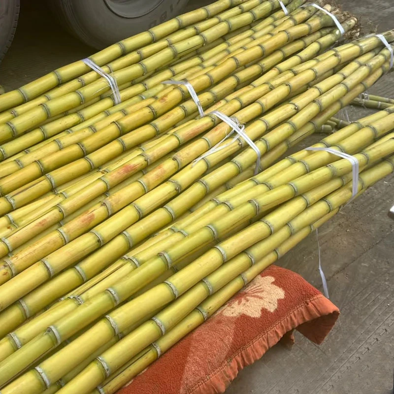 带皮黄皮甘蔗2棵(肉脆汁甜)默认削皮切块